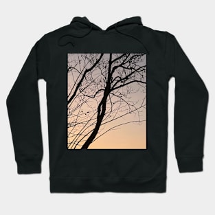 bare branch of tree after sunset Hoodie